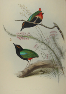 John Gould's Birds of Australia